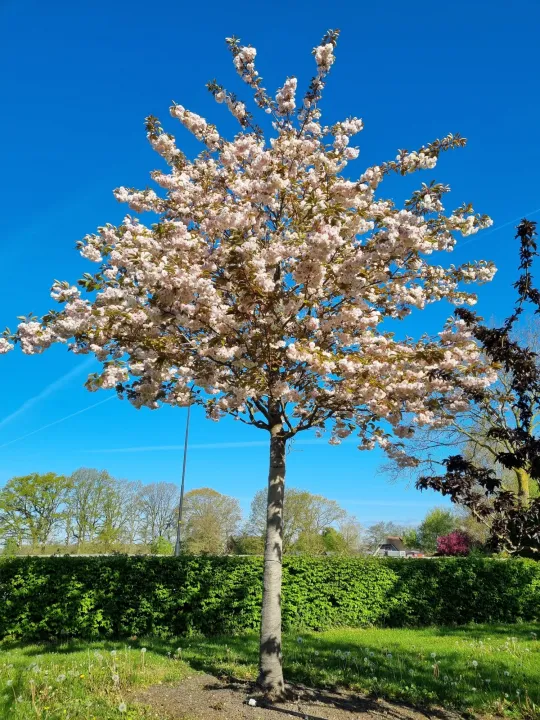 Prunus serrulata 'Shiro-Fugen'
