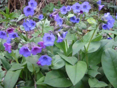 Pulmonaria 'Blue Ensign'