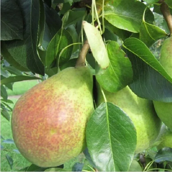 Pyrus comm. 'Clapp's Favourite'