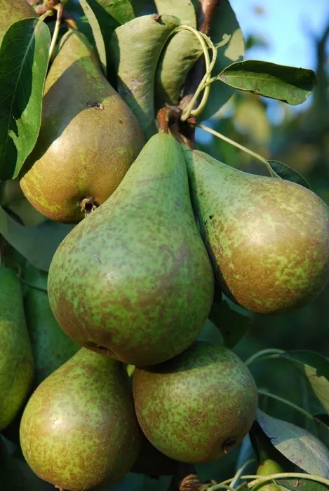Pyrus comm. 'Conference'