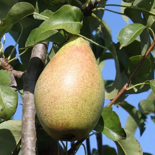 Pyrus comm. 'Comtesse De Paris'