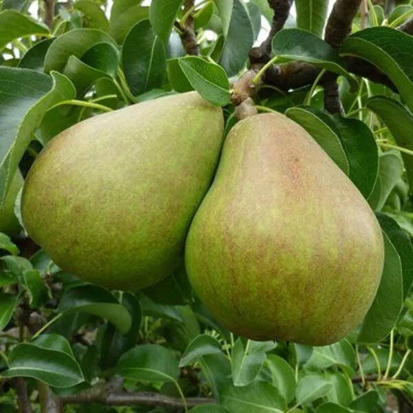 Pyrus comm. 'Doyenne Du Comice'