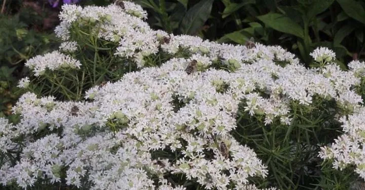 Pycanthemum flexuosum