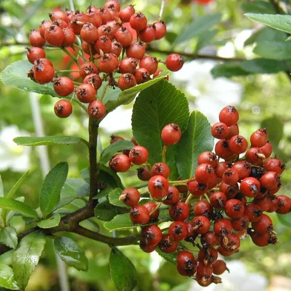 Pyracantha coccinea 'Red Column'