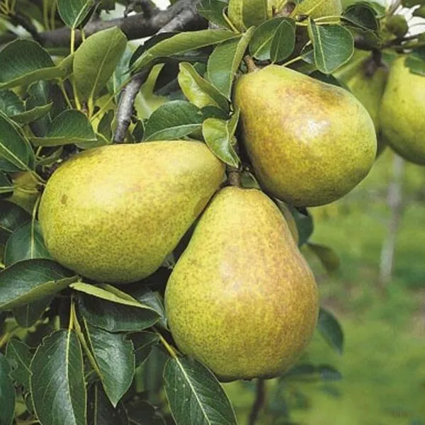 Pyrus comm. 'Williams Bon Chrétien'