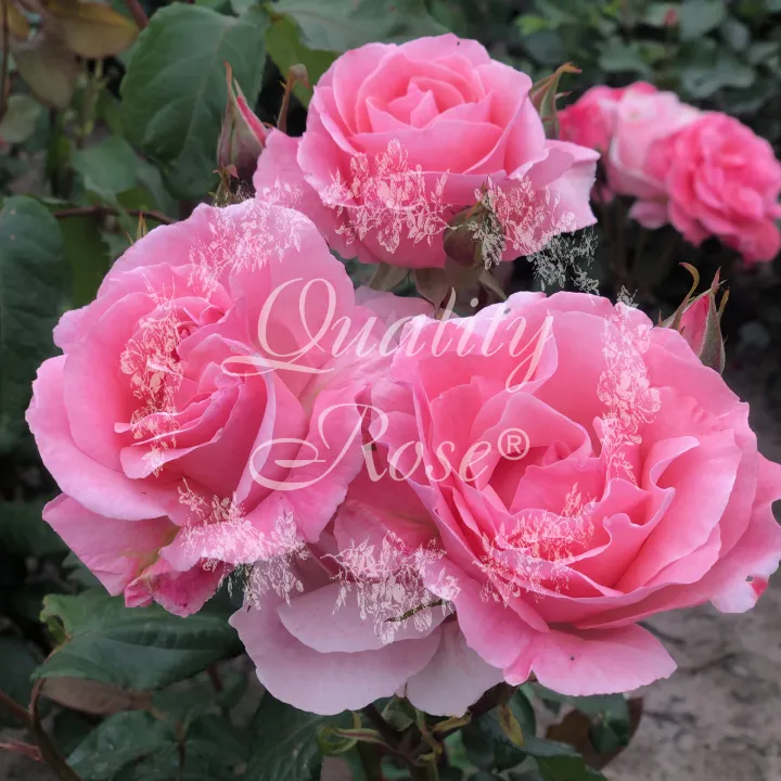 Rosa 'Queen Elisabeth'