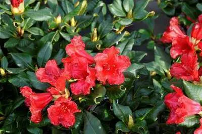 Rhododendron 'Baden Baden'