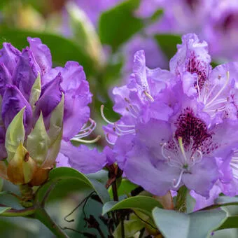 Rhododendron 'Blue Jay'