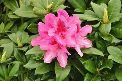 Rhododendron 'Cosmopolitan'