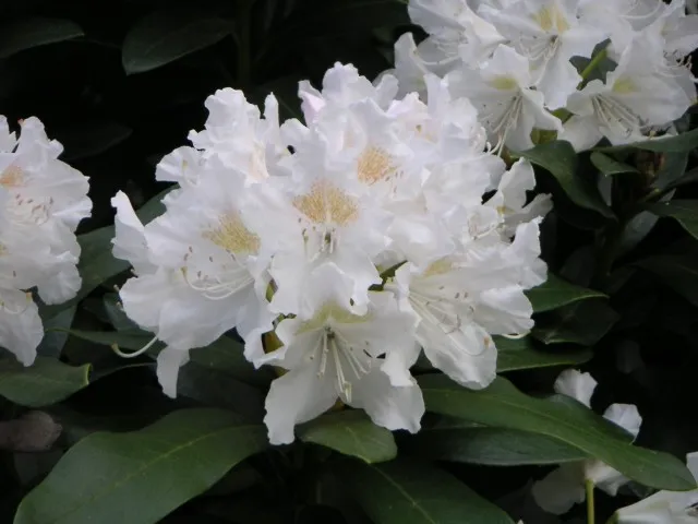 Rhododendron 'Cunningham's White'