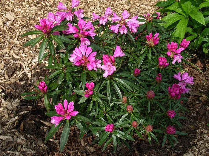 Rhododendron 'Graziella'