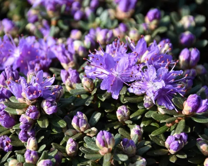 Rhododendron 'Impeditum Select'
