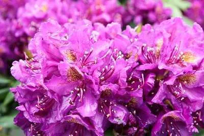 Rhododendron 'Marcel Menard'