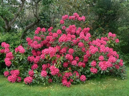 Rhododendron 'Nova Zembla'