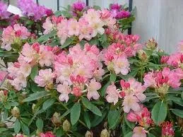 Rhododendron 'Percy Wiseman'