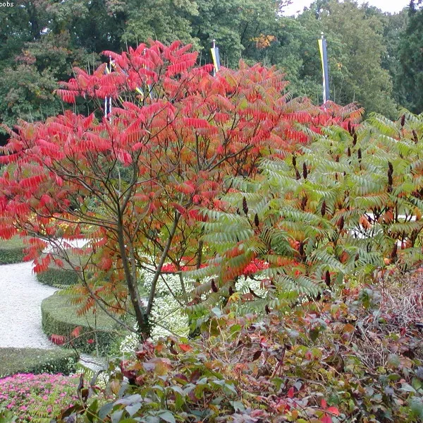 Rhus typhina