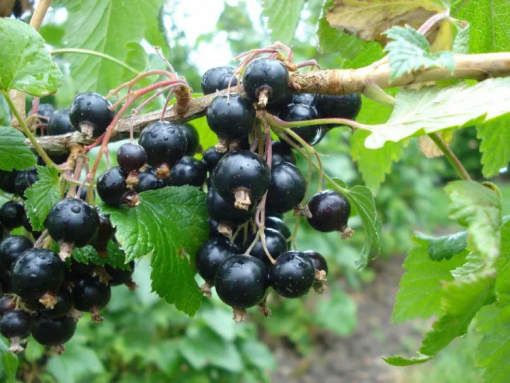 Ribes nigrum 'Ben More'