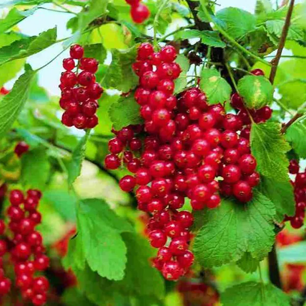 Ribes rubrum 'Jonkheer van Tets'