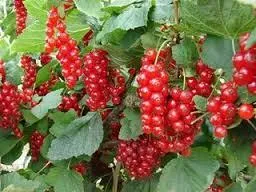 Ribes rubrum 'Rovada'