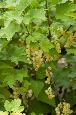 Ribes rubrum 'Witte Bes'