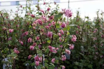 Ribes sanguineum 'King Edward Vii'