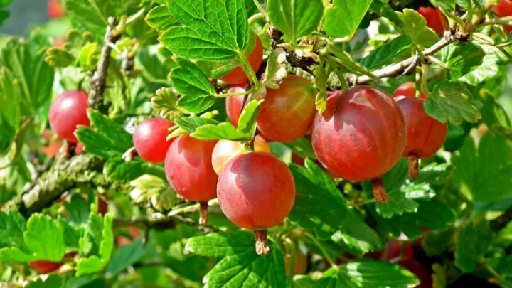 Ribes uva crispa 'Captivator'