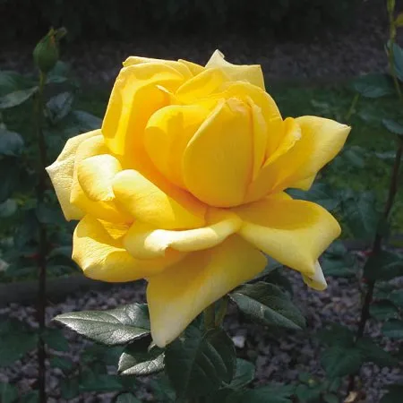 Rosa 'Melgold'