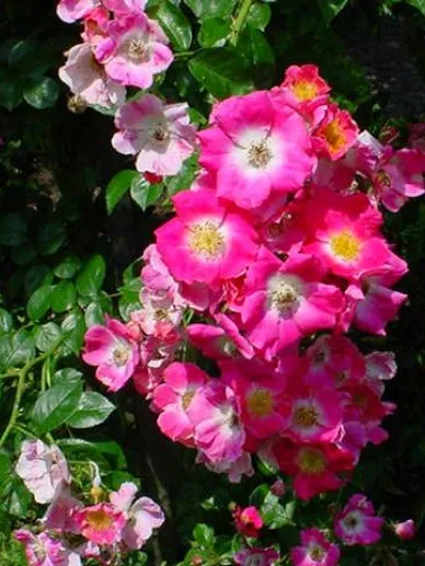 Rosa 'American Pillar'