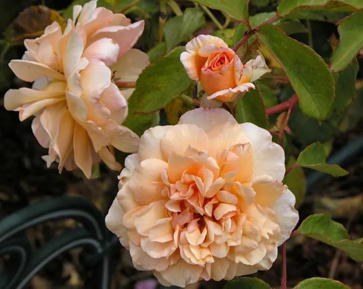 Rosa 'Buff Beauty'