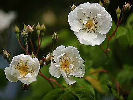 Rosa 'Bobbie James'