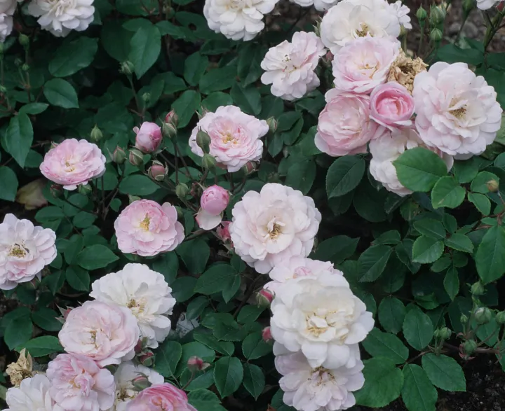 Rosa 'Blush Noisette'