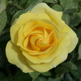 Rosa 'Carte D'or'