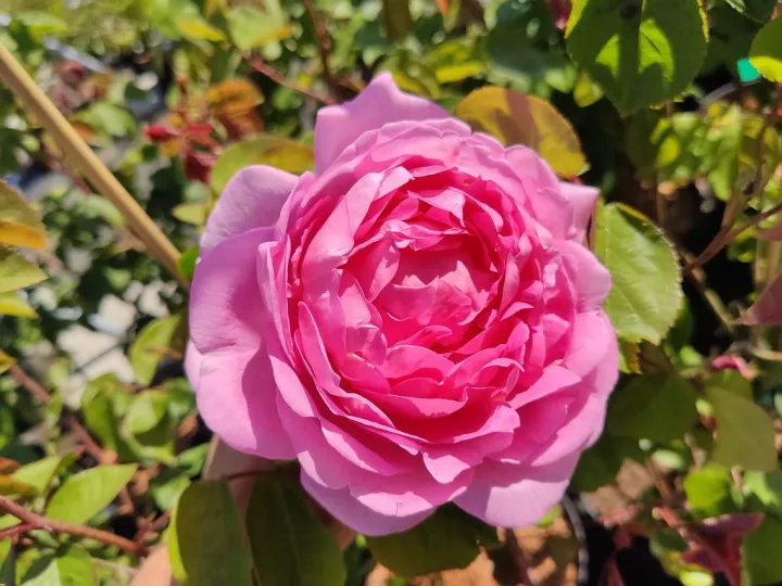 Rosa 'Constance Spry' ®