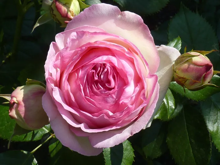Rosa 'Eden Rose' (Pierre De Rosard)