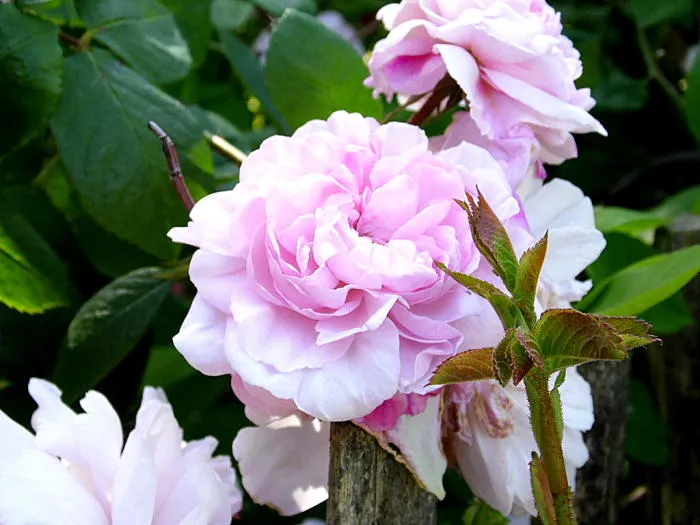 Rosa 'Fantin Latour'