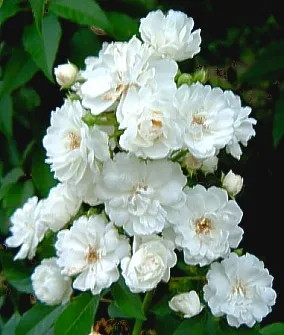 Rosa 'Guirlande D'amour'