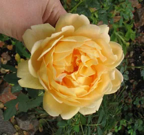 Rosa 'Gloire De Dijon'
