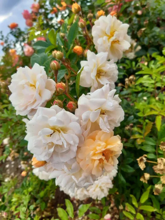 Rosa 'Ghislaine De Feligonde'
