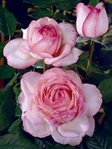 Rosa 'Honore de Balzac' 