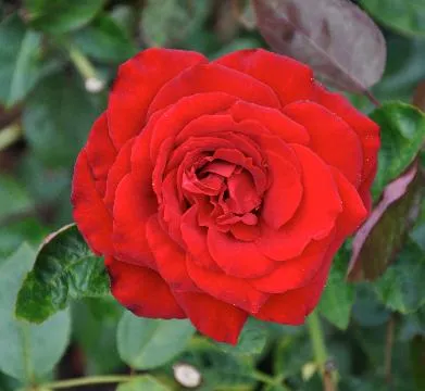 Rosa 'Poema''