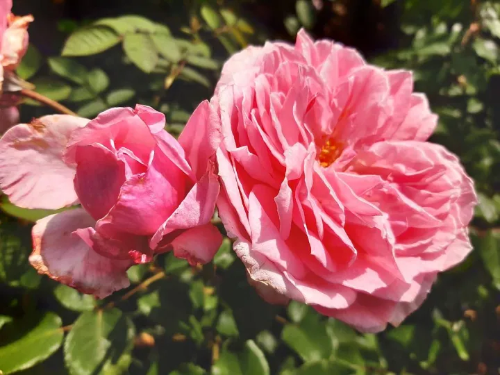 Rosa 'Kiss me Kate'