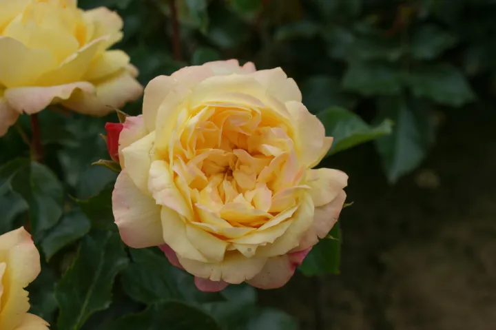 Rosa 'Lampion'
