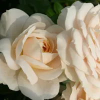 Rosa 'Lions Rose' ®