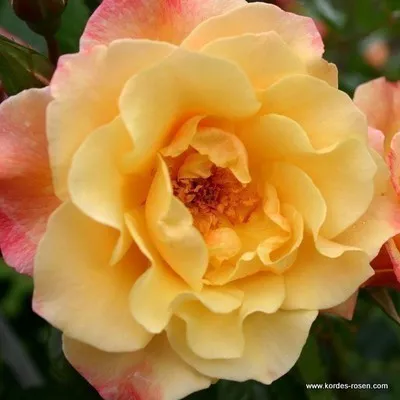 Rosa 'Moonlight' ®