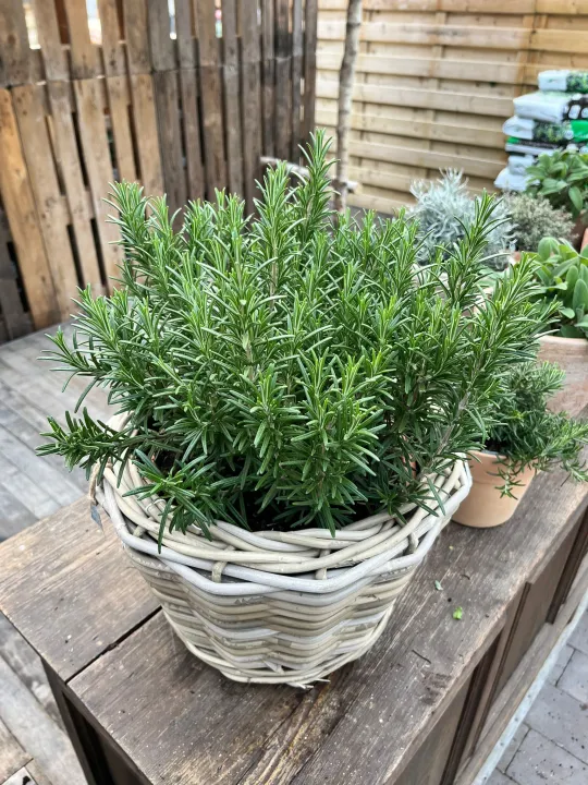 Rosmarinus officinalis