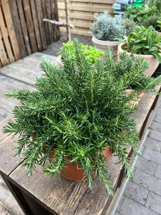 Rosmarinus officinalis 'Prostratus'