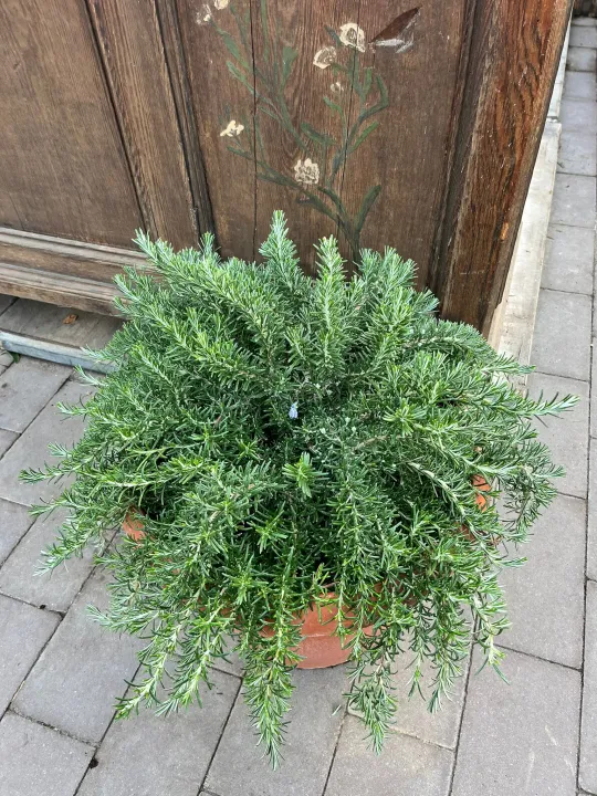 Rosmarinus officinalis 'Prostratus'