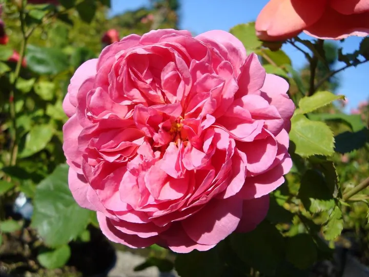Rosa 'Princess Alexandra'