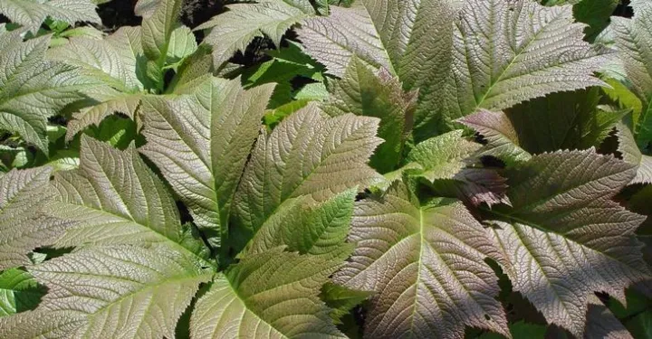 Rodgersia podophylla 'Braunlaub'