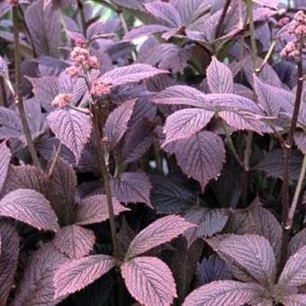 Rodgersia pinnata 'Chocolate Wing' ®